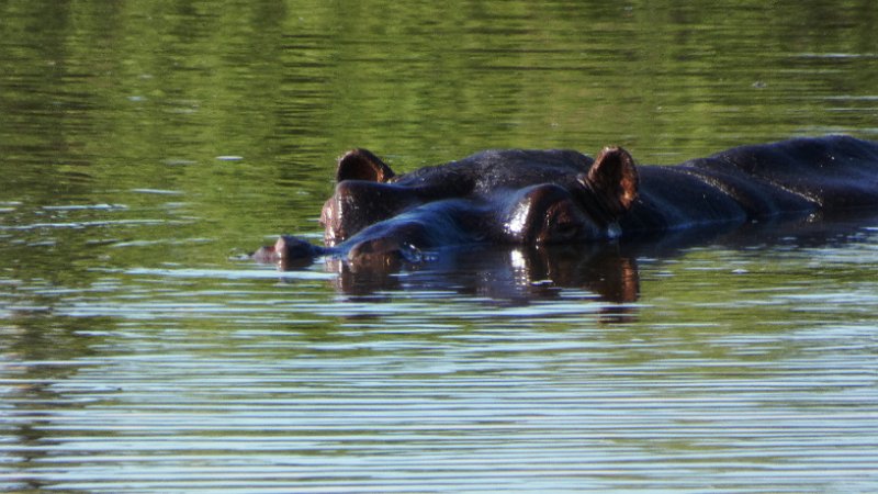 aeg.jpg - Hippo