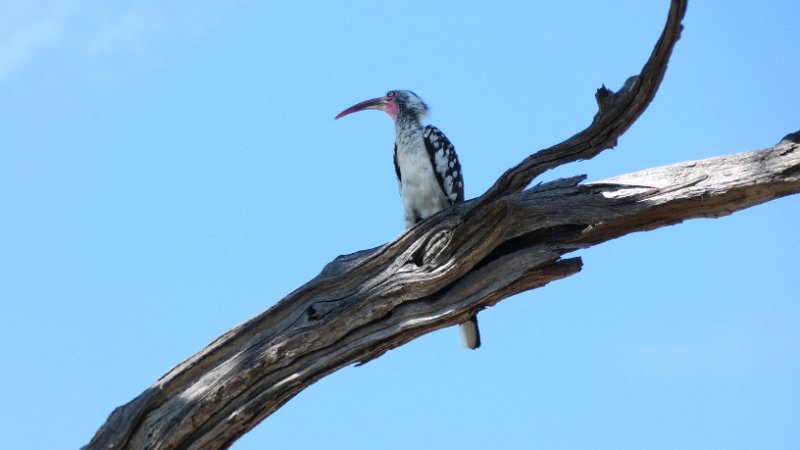 aem.jpg - Gelbschnabel-Toko - Flying Banana - Yellow billed Hornbill
