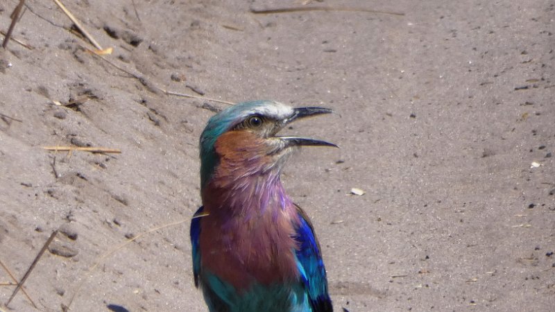 aen.jpg - Lilac-breasted Roller
