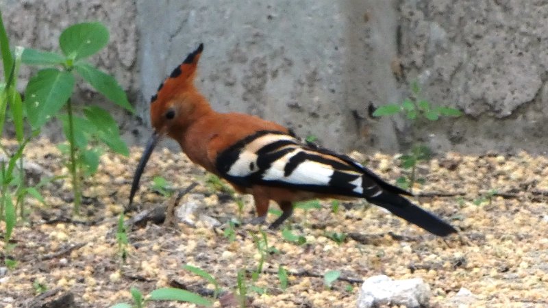 afg.jpg - African Hoopoe