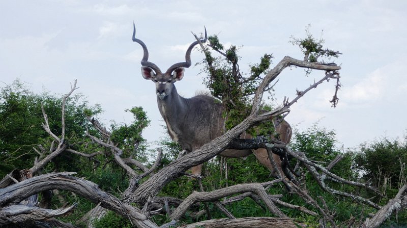 afh.jpg - Kudu Männchen