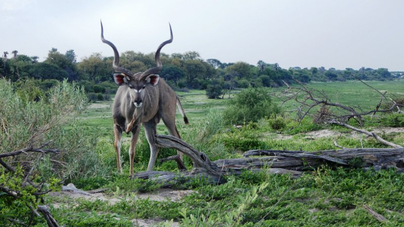afi.jpg - Kudu
