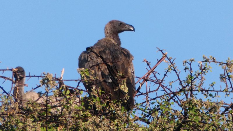 afl.jpg - Geier - Vulture