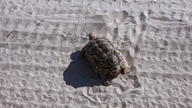 afn.jpg - Leopard-Tortoise