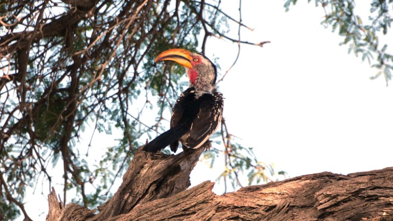 afo.jpg - Gelbschnabel-Toko - Flying Banana - Yellow billed Hornbill