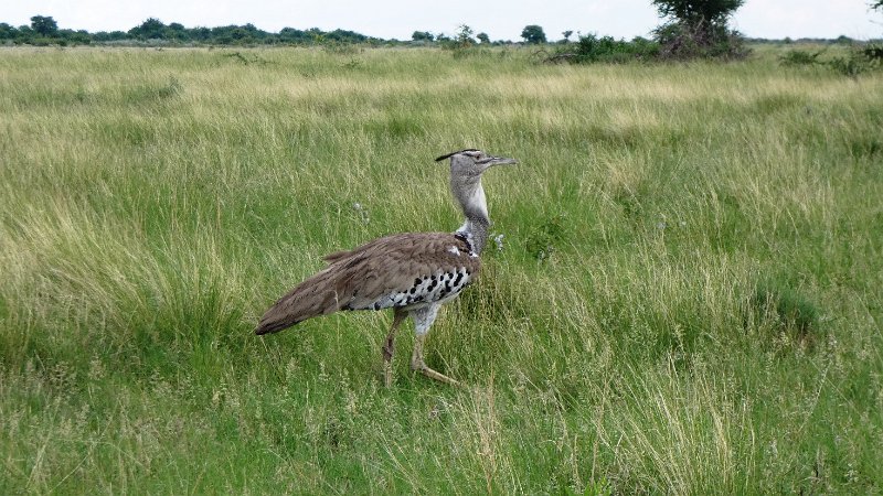 afv.jpg - Riesentrappe - Bustard