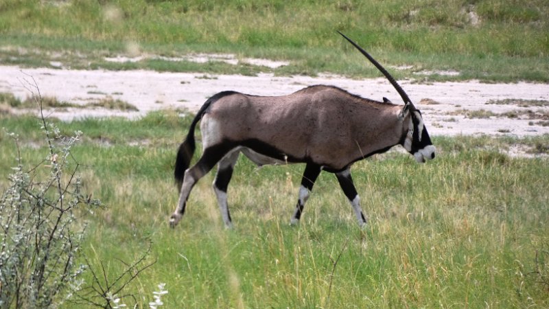 afw.jpg - Oryx