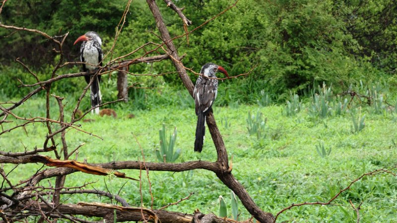 afz.jpg - Rotschnabel-Toko - Red billed Hornbill