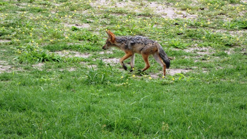 agd.jpg - Schabracken-Schakal - Black-backed Jackal