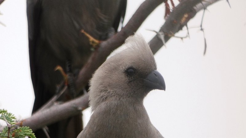 agg.jpg - Graulärmvogel - Go Away Bird