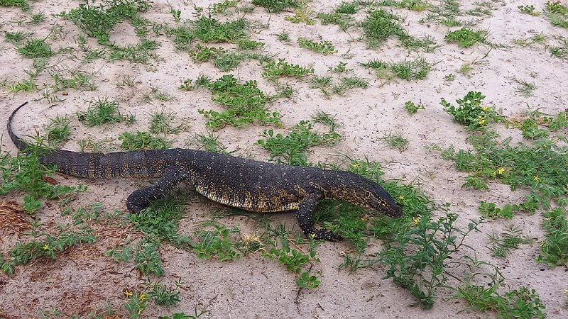 agk.jpg - Nil-Waran - Nile Monitor