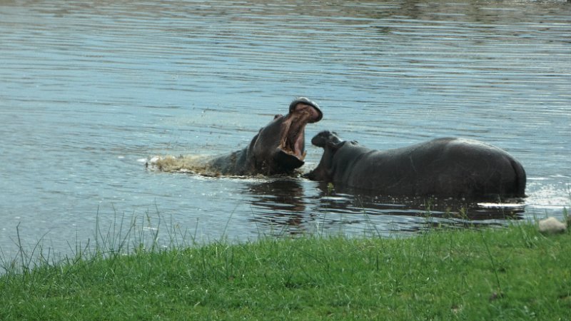 agm.jpg - Hippos