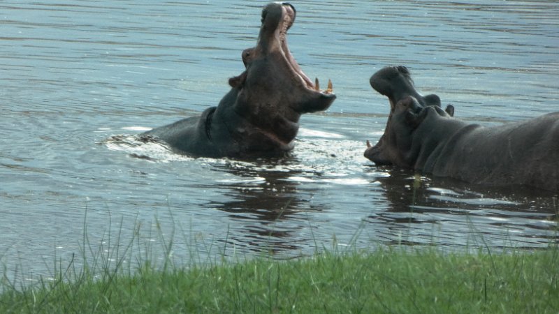 agn.jpg - Hippos