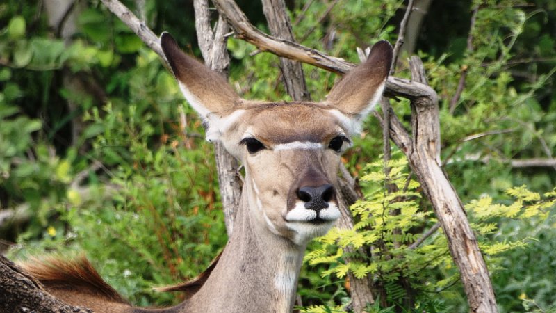 agp.jpg - Kudu Lady