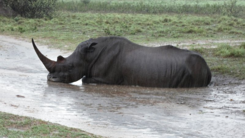 agx.jpg - Khama Rhino Sanctuary