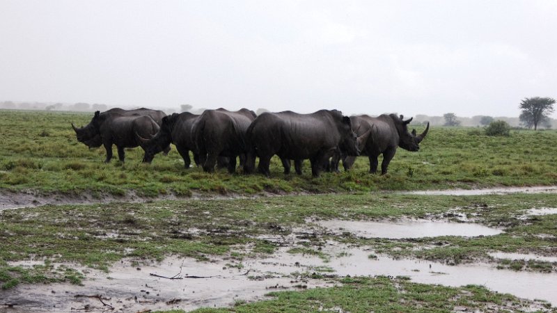 agy.jpg - Khama Rhino Sanctuary