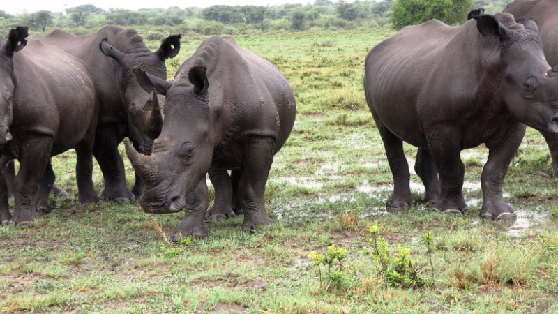 agz.jpg - Khama Rhino Sanctuary