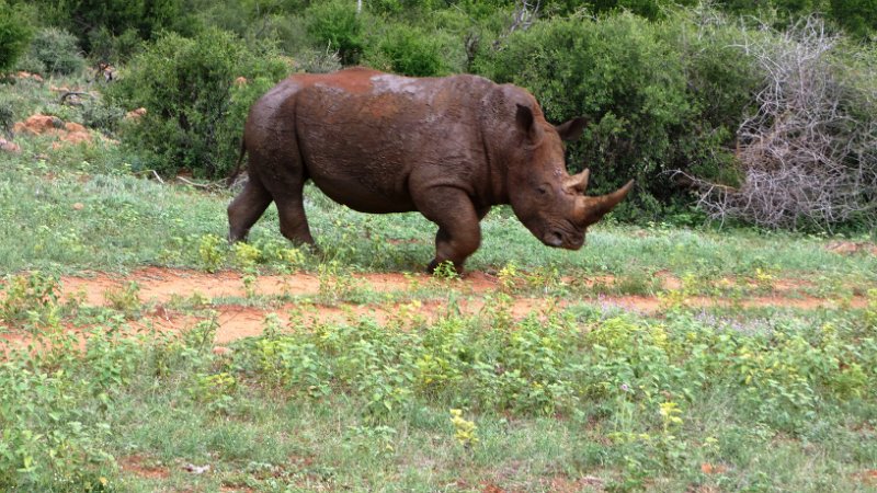 ahh.jpg - Madikwe Game Reserve - Rhino