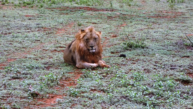 ahi.jpg - Madikwe Game Reserve