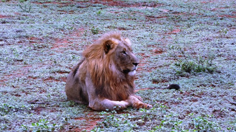 ahj.jpg - Madikwe Game Reserve
