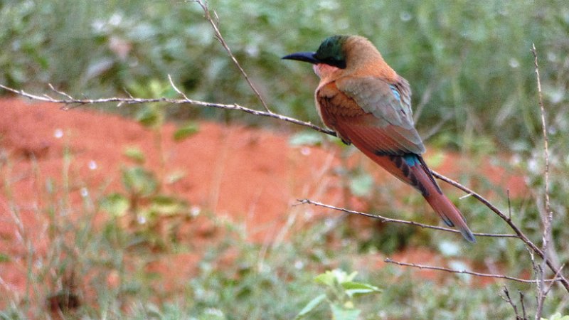 ahl.jpg - Lilac-breasted Roller