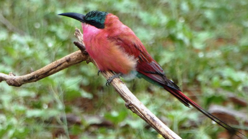 ahm.jpg - Lilac-breasted Roller