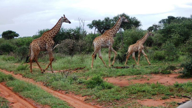ahp.jpg - Giraffen