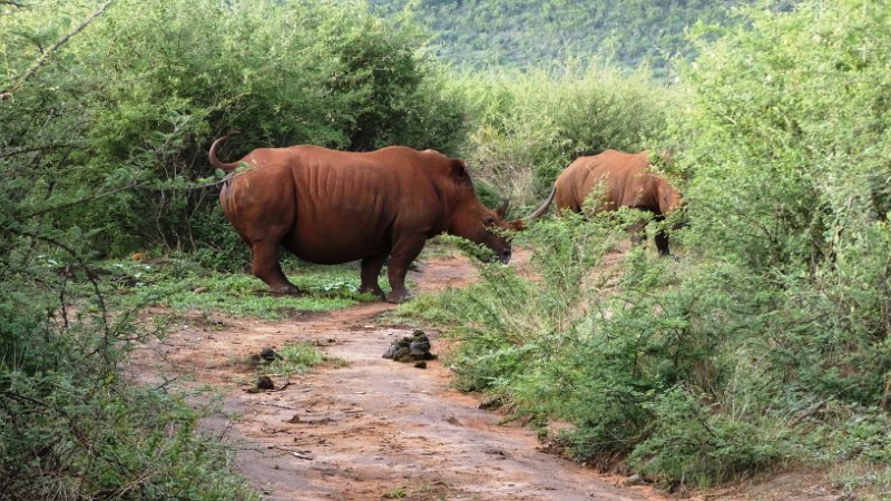 ahu.jpg - Rhinos
