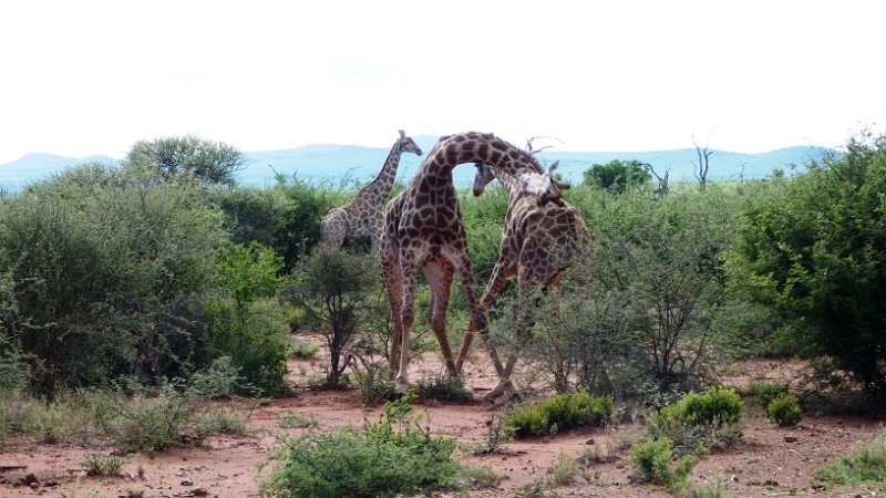 aic.jpg - Kämpfende Giraffen