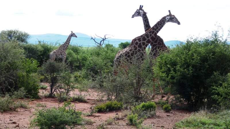 aid.jpg - Kämpfende Giraffen