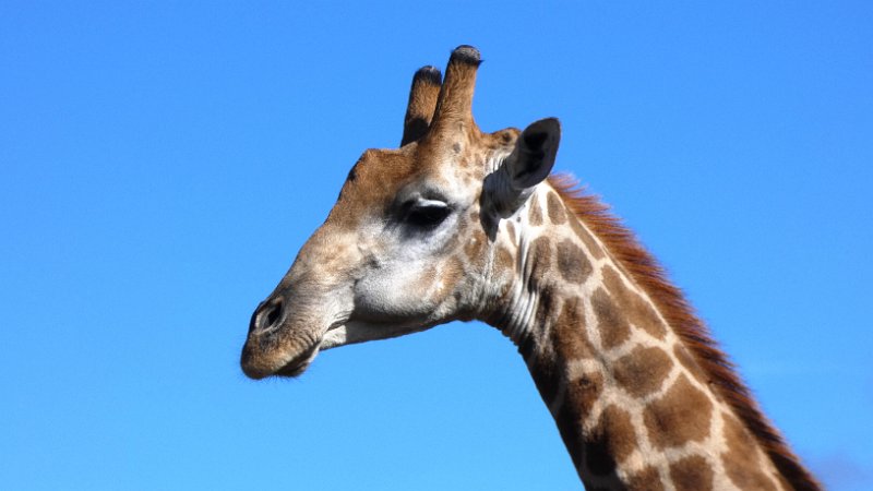 aif.jpg - Giraffenmännchen