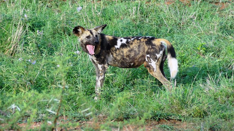 aij.jpg - Wild Dog