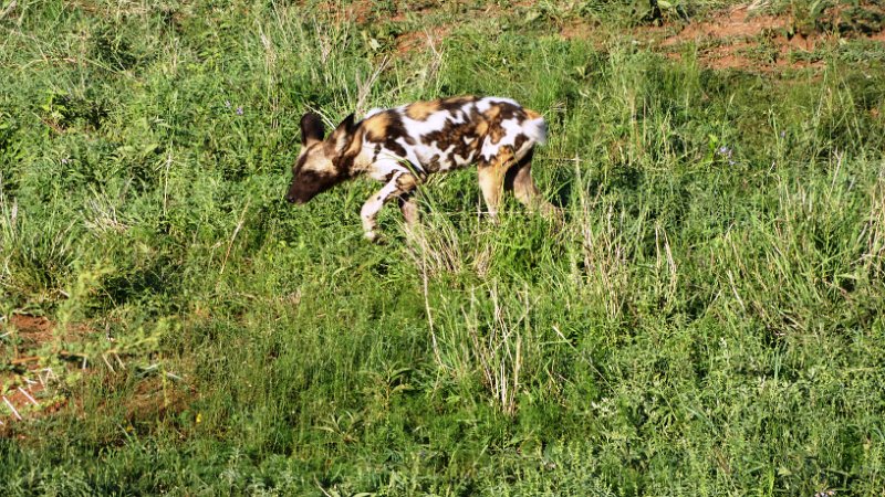 aik.jpg - Wild Dog