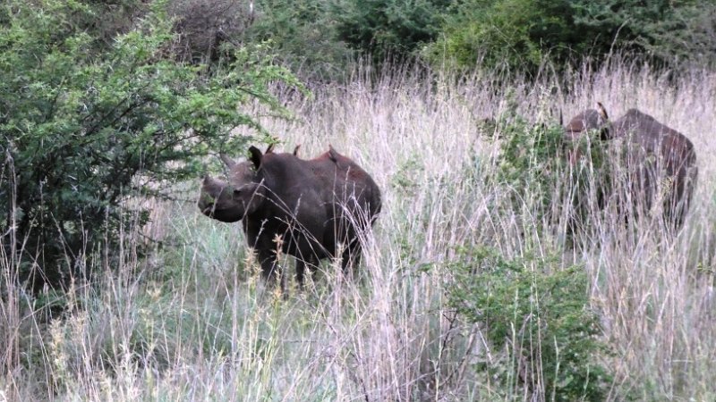 ail.jpg - Black Rhino - Spitzmaulnashorn