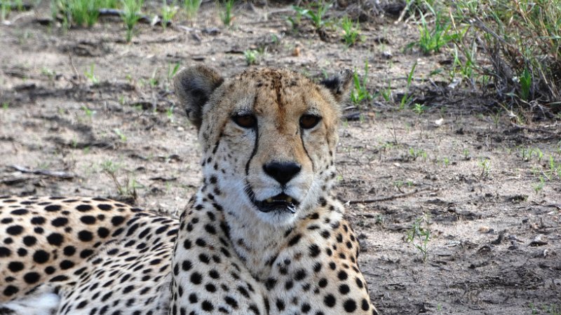 aio.jpg - Gepard - Cheetah
