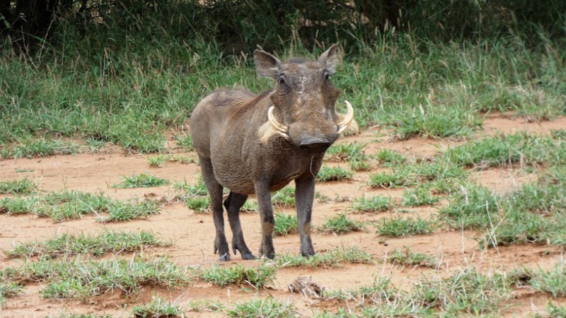 aiq.jpg - Warzenschwein