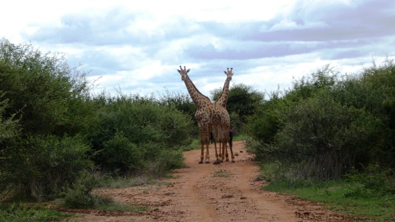 air.jpg - Giraffen
