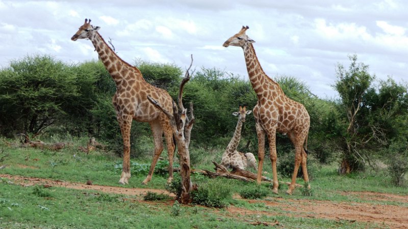 aiv.jpg - Giraffen