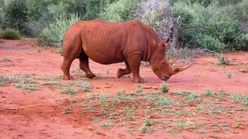 aiy.jpg - Rhino