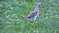 agf
