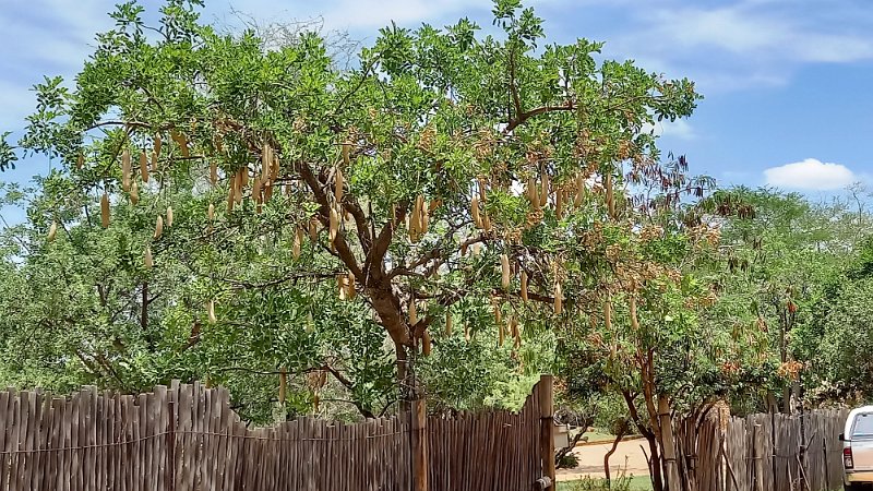 aah.jpg - Leberwurstbaum