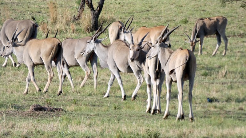 aal.jpg - Eland-Antilopen