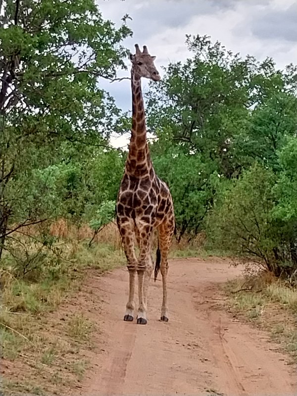 aat.jpg - Die erste Giraffe