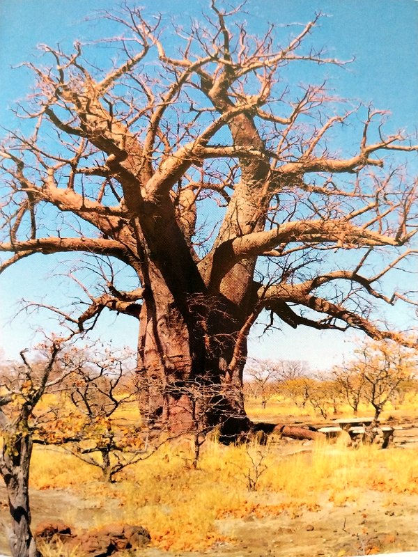aaz.jpg - Baobab Baum