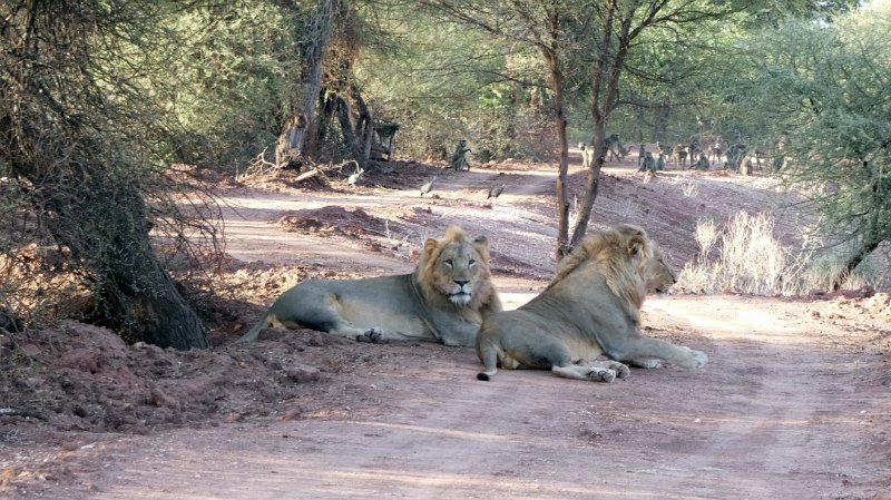 abh.jpg - Die ersten Löwen bei Mopane Bush Lodge