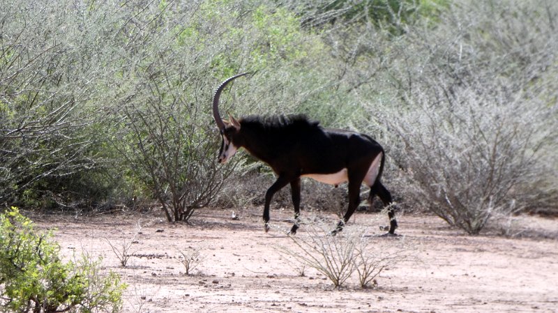 abl.jpg - Säbel Antilope