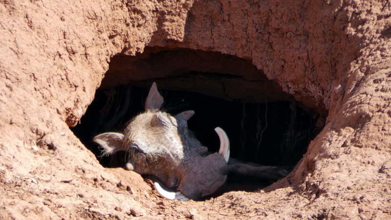 abm.jpg - Warzenschwein macht Pause