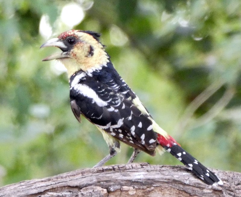 aby.jpg - Haubenbartvogel - Crested Barbet