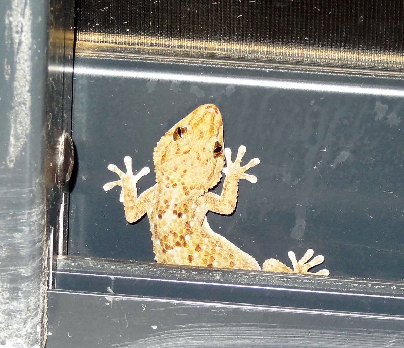 abz.jpg - Willkommener Gecko im Zimmer
