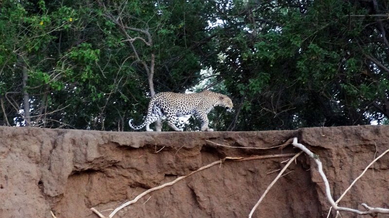 acb.jpg - Der erste Leopard!